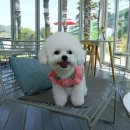 도그핑크 이미지