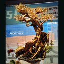 큐브트리 네이버블로그