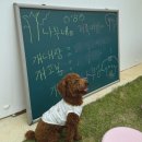 (주)일청덴탈약품 | [경남 밀양] 70평대 가성비 애견동반 숙소 추천, 스테이 한가로이 '나동'