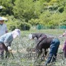 산골농부 | 임영웅, 산골 양파 수확 콘서트 감동의 1000평 현장 급습