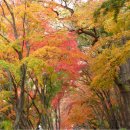 내장산 신선봉 (763m) 단풍 산행 안내합니다. (2025년 _ 11월_8일) 이미지