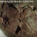 지구구대