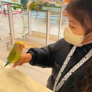 리프패럿 롯데마트 광복점 이미지