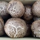 고송농장 이미지