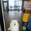 바솔트 크로스핏(BASALT CROSSFIT) 이미지