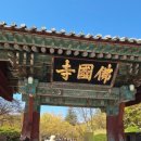 불국사 | 경주 필수 여행코스, 봄꽃과 함께하는 불국사 방문 후기