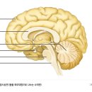 뇌의 구조 이미지