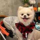 로또애견 용품점 이미지