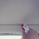 버그엑스터