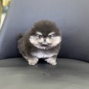 블랙탄포메라니안 미니포메 공주님 분양합니다 안산애견분양 이미지