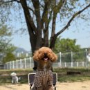 아이몽 애견 유치원 이미지