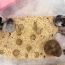 우다다햄쮸 이미지