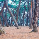 송림(松林) 이미지