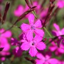 각시패랭이-메이든핑크-애기석죽-Maiden Pink (Dianthus deltoides) 이미지