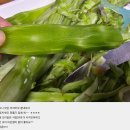 궁채 이미지