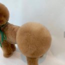 라이크몽 이미지