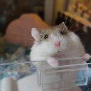 봄꽃햄스터 | 햄스터 조아하는 사람 다 모여라