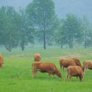 황산목장 이미지