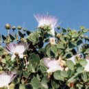 케이퍼 CAPERS (Capparis Spinosa) 이미지