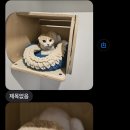 고양이미용호텔_미야옹 네이버블로그