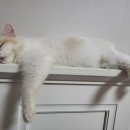 솔2 이미지