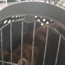 이사 춘봉이 후기