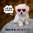 인도그