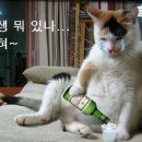 팔짝