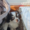 털보애견 이미지