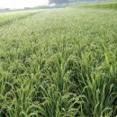 정명농장 이미지