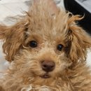 꽃단장 애견미용실 이미지