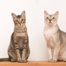 벌거벗은 고양이 네이버블로그