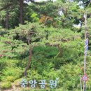 대추나무약국 Daum카페