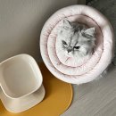 실이 그루밍 이미지