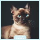 코네이스 이미지