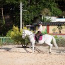 해맞이승마클럽 이미지