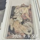 더벤티여수국동항점 | 2026년 여수 문어 금어기 해제, 명불허전 여수의 7월 9일 낚시 후기 (국동항 뉴자이언트호)