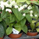 허브꽃농원 이미지