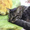 눈이행복한나라 이미지