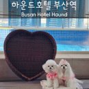 부산광역시 동구 중앙대로 236번길 | 부산역 근처 강아지 동반 가능한 숙소 "하운드호텔 부산역"