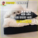 다온아구 | 애견 침대 추천 | 도도로 강아지 침대 사용 후기