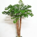 행복나무 이미지