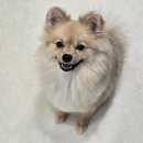 서울댕입구 | 서울대입구 애견유치원 서울댕입구 관악구 애견호텔 데이케어 후기