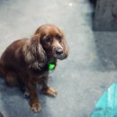 느티나무펜션 이미지