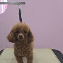 J애견미용 이미지