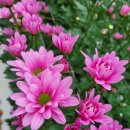 국화농장 이미지