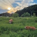 새벽노을2 이미지