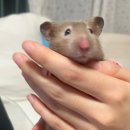 리즈살롱군산나운점 | 블챌 13주