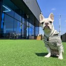 스퀘어독스 서산점 이미지