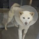 진천동물병원 이미지